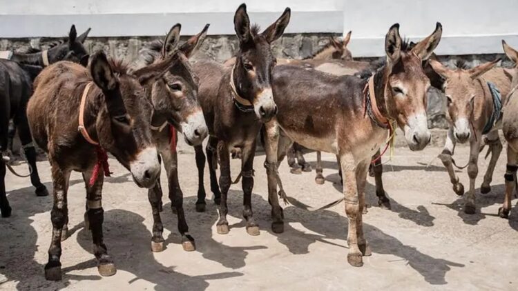 Jumento brasileiro corre risco de extinção até 2030 por causa da demanda chinesa, alerta estudo