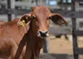 Gado resistente ao calor ganha certificação genética no Semiárido