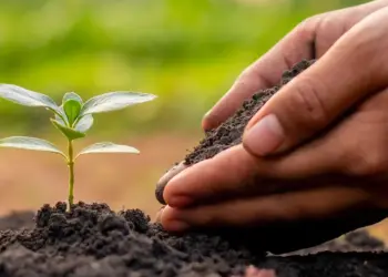 Conservar o solo, proteger o clima