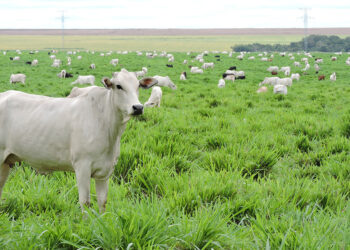 Estudo revela caminhos para aumentar a produtividade da pecuária sem abrir novas áreas