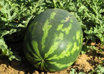 Com produção em alta, preços da melancia caem em Goiás e Tocantins