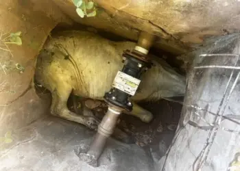 Bezerro é resgatado após ficar preso em manilhas de concreto em sistema de drenagem
