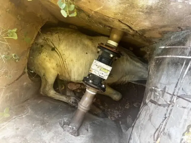 Bezerro é resgatado após ficar preso em manilhas de concreto em sistema de drenagem