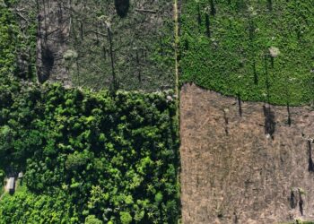 Inpe aponta aumento nos alertas de desmatamento na Amazônia no primeiro semestre