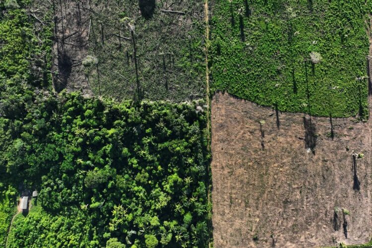 Inpe aponta aumento nos alertas de desmatamento na Amazônia no primeiro semestre
