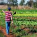 Sancionada lei que incentiva permanência de jovens no campo