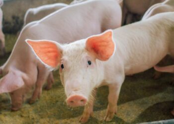 Tocantins confirma ausência de Peste Suína Clássica após monitoramento sorológico