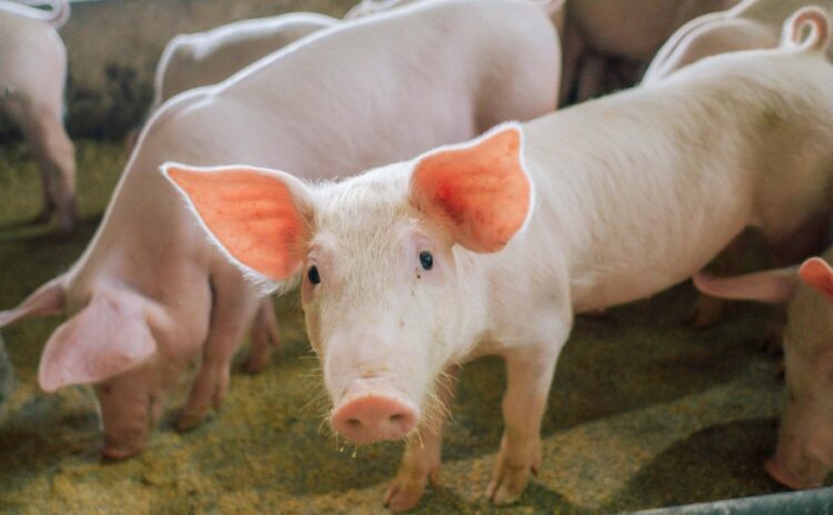 Tocantins confirma ausência de Peste Suína Clássica após monitoramento sorológico