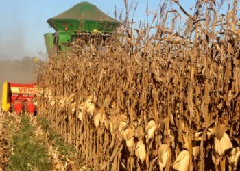 Tocantins celebra safra histórica de milho com mais de 2 milhões de toneladas previstas