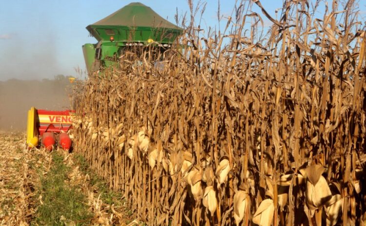 Tocantins celebra safra histórica de milho com mais de 2 milhões de toneladas previstas