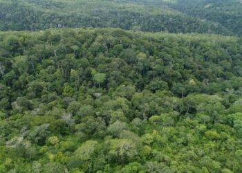 Tocantins registra queda de 20,7% no desmatamento nos primeiros seis meses de 2025