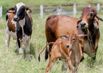 Tocantins atinge 91,93% de cobertura vacinal contra brucelose