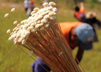 Licenças para manejo do capim-dourado e do buriti podem ser solicitadas ao Naturatins até 31 de julho