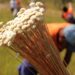 Licenças para manejo do capim-dourado e do buriti podem ser solicitadas ao Naturatins até 31 de julho
