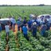 Produtividade e gestão pecuária são temas da nova edição do Café no Campo no Tocantins