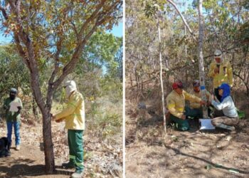 Monitoramento ambiental é ampliado no Parque Estadual do Lajeado com novas câmeras