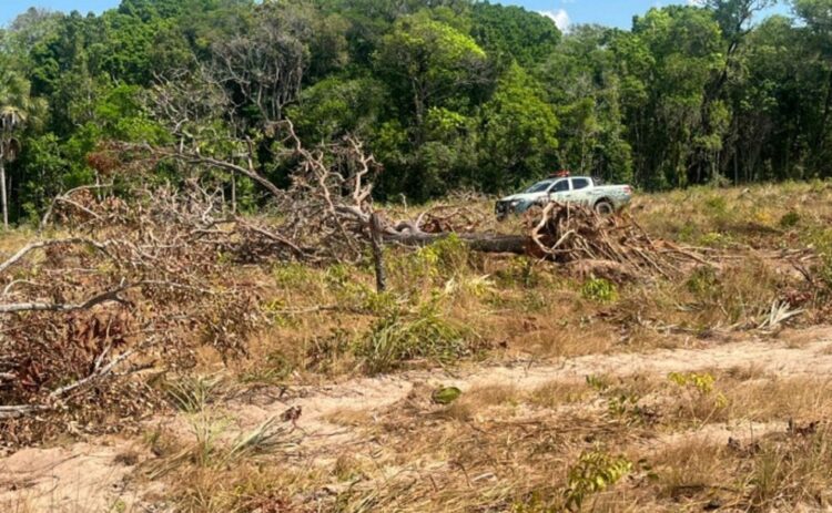 Homem é multado em R$ 690 mil por desmatamento em área de reserva em Wanderlândia