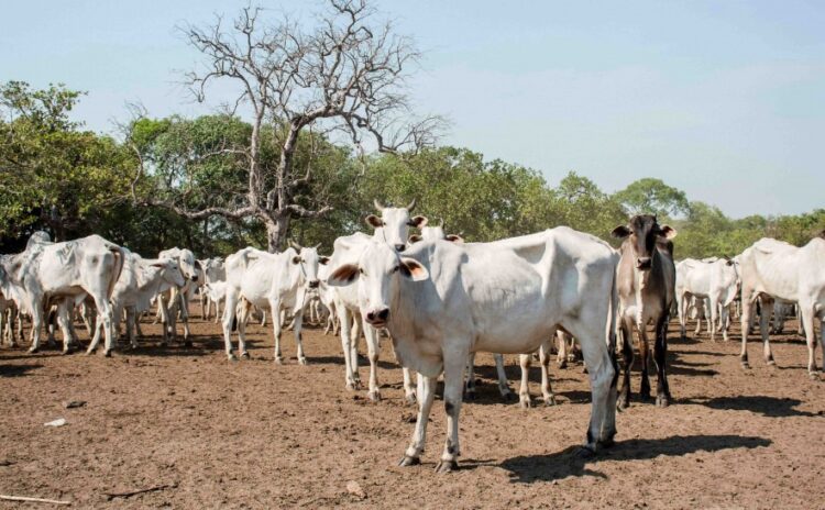 Proprietários da Ilha do Bananal devem declarar informações pecuárias a partir de 1º de agosto