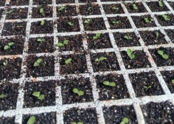 Palmas vai distribuir 10 mil mudas de alface para fortalecer hortas comunitárias