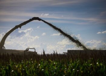 Colheita da safrinha 2025 supera 50% no Matopiba e se aproxima de 40% no Centro-Sul