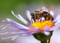 Pequenas, mas essenciais: abelhas são a espécie mais importante do planeta