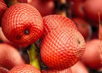 Divinópolis conquista inclusão do Festival do Buriti no Calendário Cultural do Estado