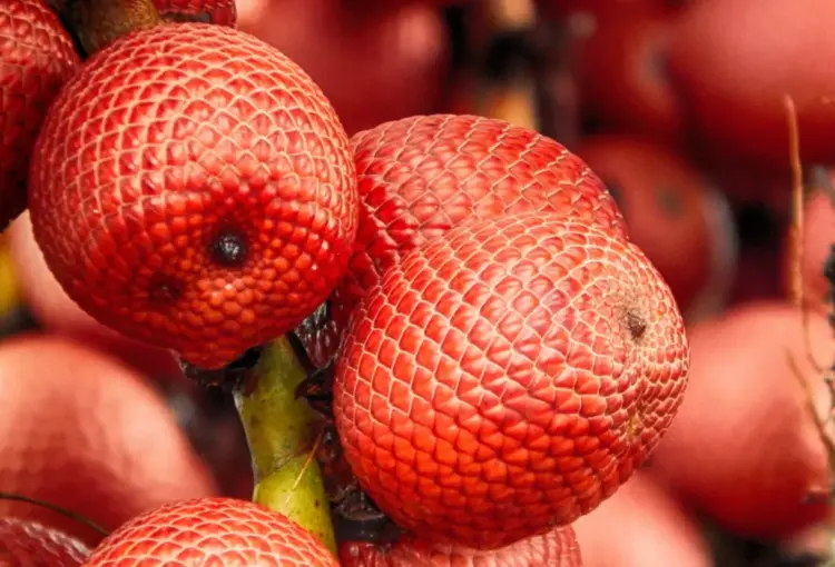 Divinópolis conquista inclusão do Festival do Buriti no Calendário Cultural do Estado