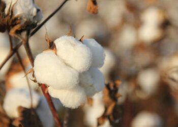 Produtores já podem consultar os preços mínimos da safra 2025/26 divulgados pelo Mapa