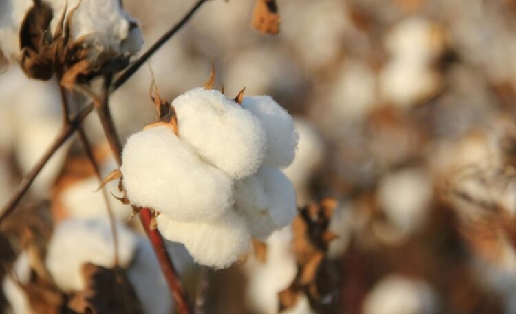 Produtores já podem consultar os preços mínimos da safra 2025/26 divulgados pelo Mapa