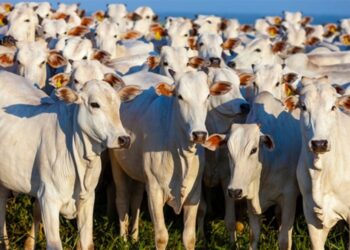 Leilões de gado estão de volta a Barreiras com iniciativa da associação de pecuaristas