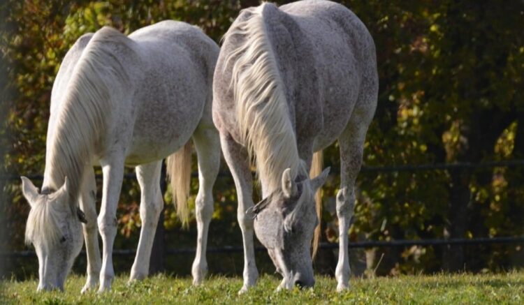 Ração contaminada causa a morte de 245 cavalos, confirma Ministério da Agricultura