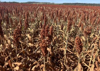 Produtor colhe resultados acima da média no Cerrado com rotação de culturas estratégica