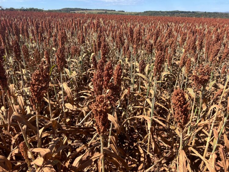 Produtor colhe resultados acima da média no Cerrado com rotação de culturas estratégica