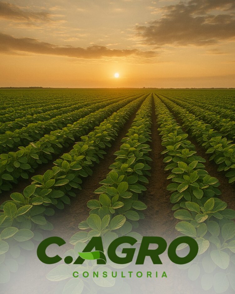 Produtor, você está endividado? Saiba que existe solução e ela pode estar mais perto do que você imagina