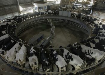 Sustentabilidade permeia ações da Frísia, que completa 100 anos em 2025