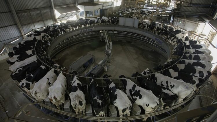 Sustentabilidade permeia ações da Frísia, que completa 100 anos em 2025