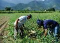 Trabalhador rural tem alta de 5,5% no rendimento no 1º trimestre
