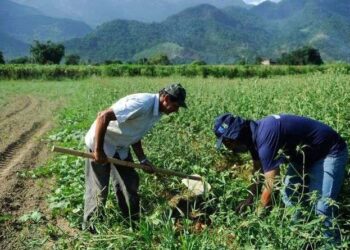 Trabalhador rural tem alta de 5,5% no rendimento no 1º trimestre