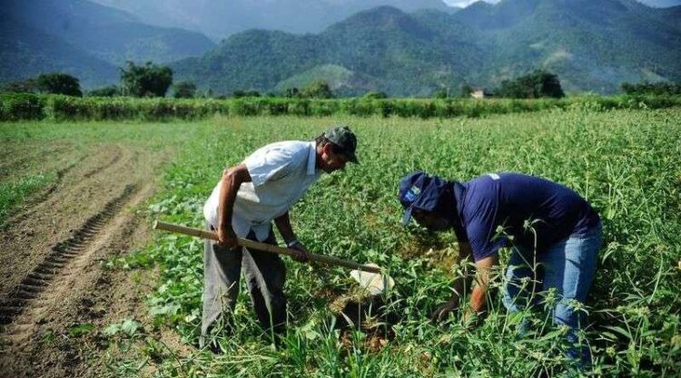 Trabalhador rural tem alta de 5,5% no rendimento no 1º trimestre