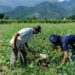 Trabalhador rural tem alta de 5,5% no rendimento no 1º trimestre