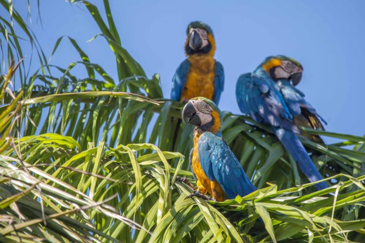 Período reprodutivo de espécies no Cerrado é tema de alerta na Capital