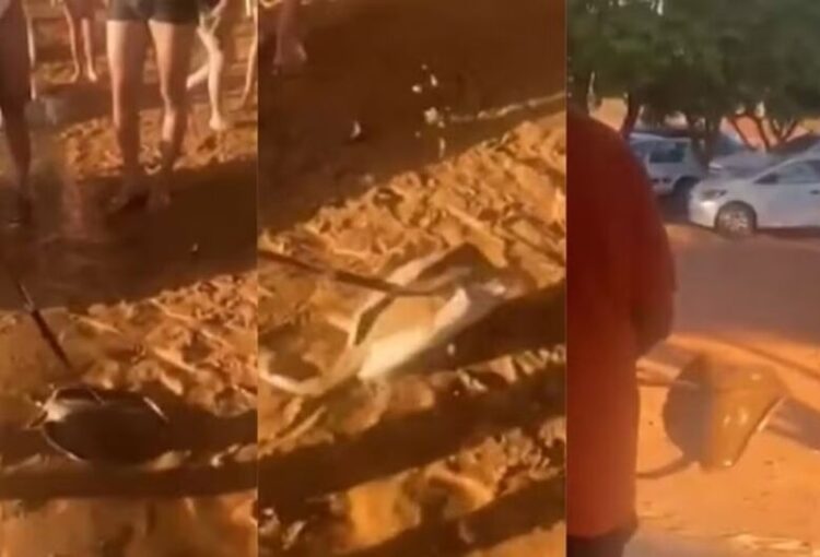 Polícia investiga caso de arraia ferida e descartada em lixeira de praia