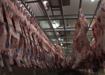 Exportadores de carne bovina alertam: carga tributária pode ultrapassar 76% com novo tarifaço