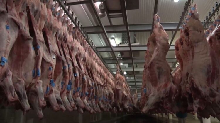 Exportadores de carne bovina alertam: carga tributária pode ultrapassar 76% com novo tarifaço