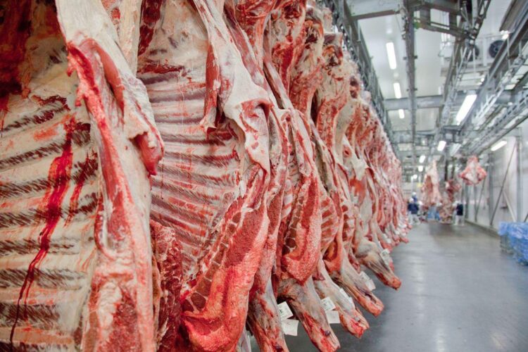 Brasil deve alcançar recorde na exportação de carne bovina mesmo sem mercado dos EUA