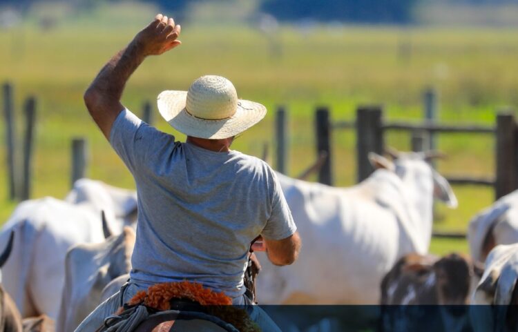 Dia do Pecuarista: setor gera milhões de empregos e movimenta R$ 900 bilhões ao ano