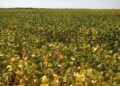 Municípios como Lagoa da Confusão, Cristalândia, Pium, Formoso do Araguaia, Santa Rita do Tocantins e Dueré são grandes produtores de soja para semente