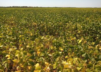 Municípios como Lagoa da Confusão, Cristalândia, Pium, Formoso do Araguaia, Santa Rita do Tocantins e Dueré são grandes produtores de soja para semente 