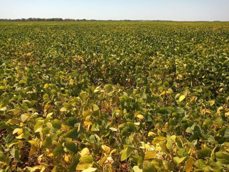 Municípios como Lagoa da Confusão, Cristalândia, Pium, Formoso do Araguaia, Santa Rita do Tocantins e Dueré são grandes produtores de soja para semente