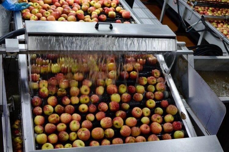 Com juros de 8% ao ano, Plano Safra 25/26 favorece agroindústrias e cooperativas